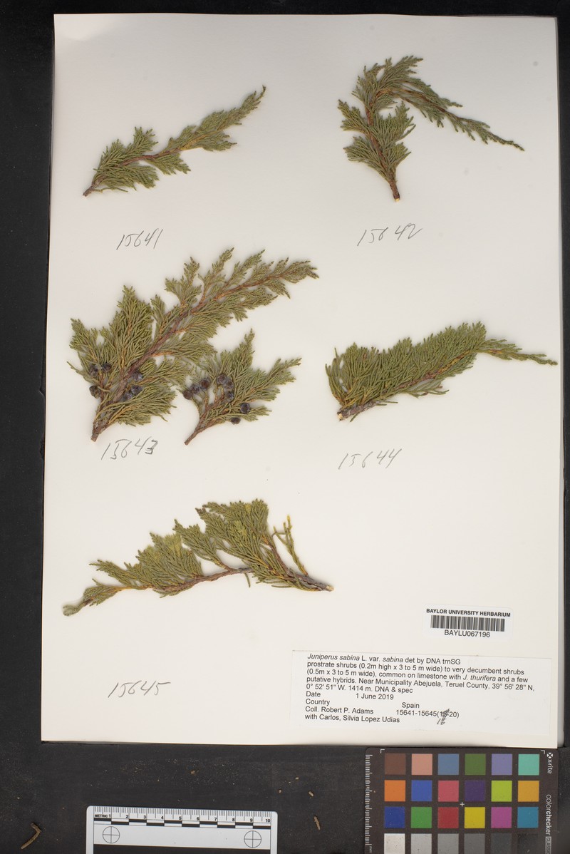 Juniperus sabina var. sabina photo 3