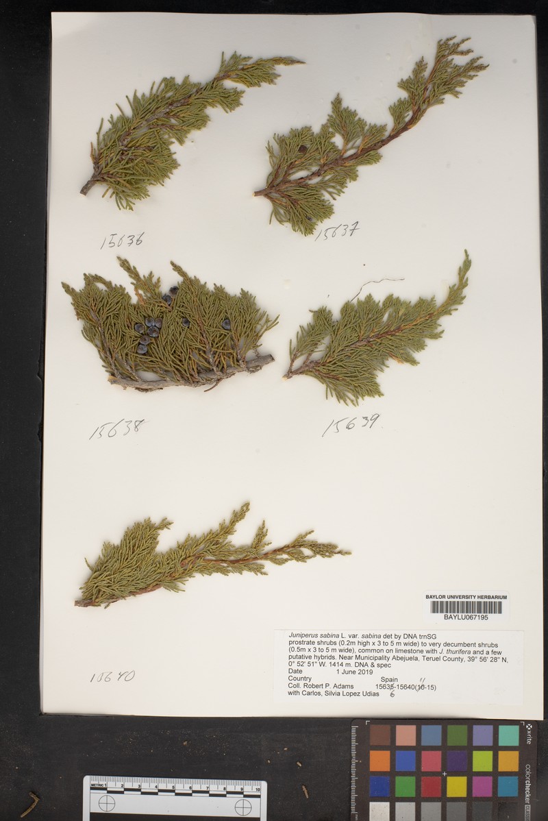 Juniperus sabina var. sabina photo 4
