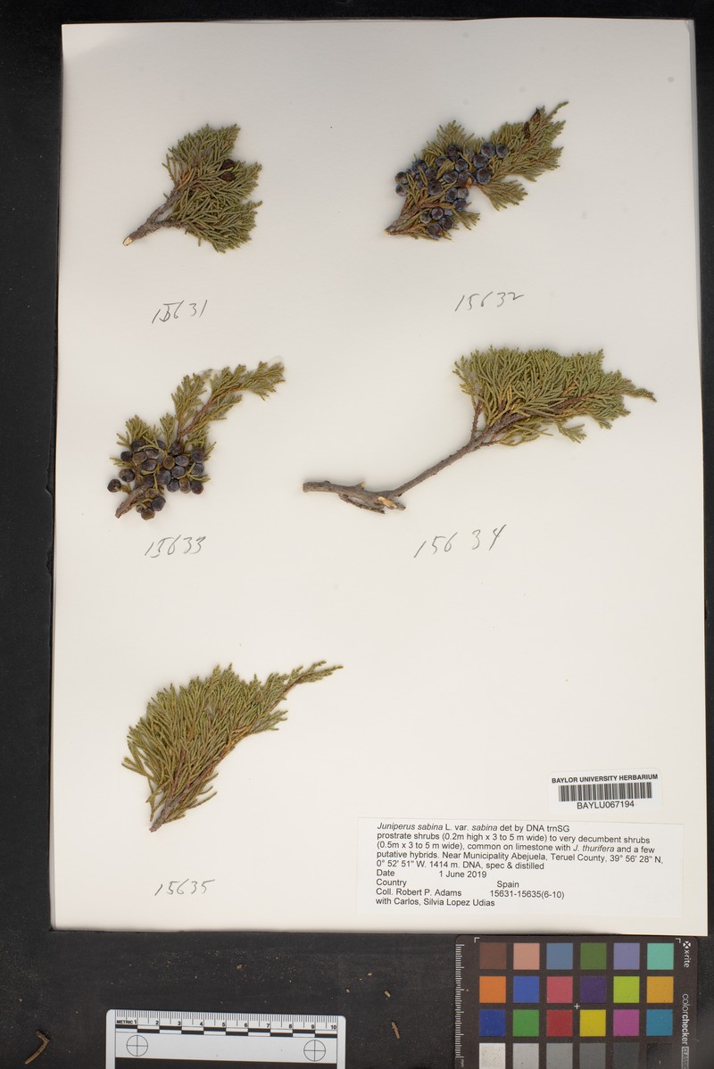 Juniperus sabina var. sabina photo 5
