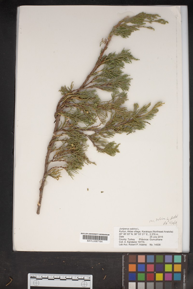 Juniperus sabina var. sabina photo 7