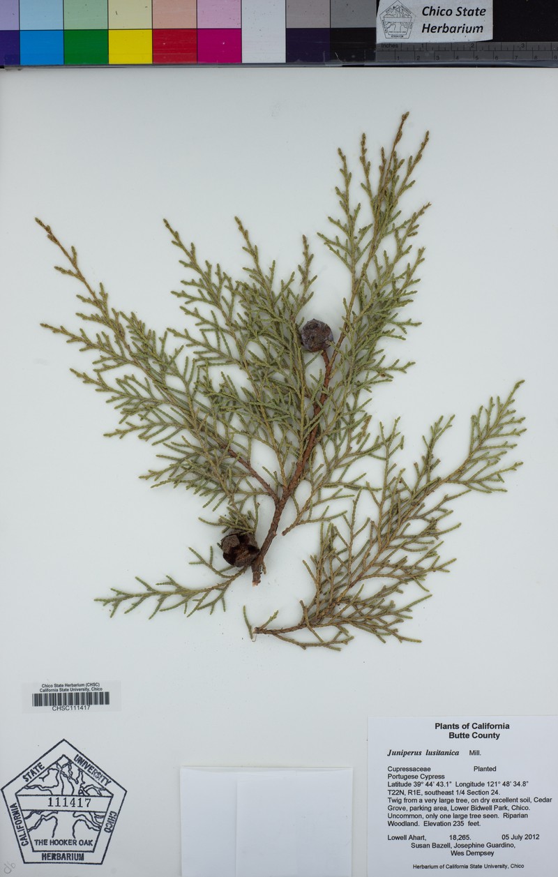 Juniperus sabina var. sabina photo 8