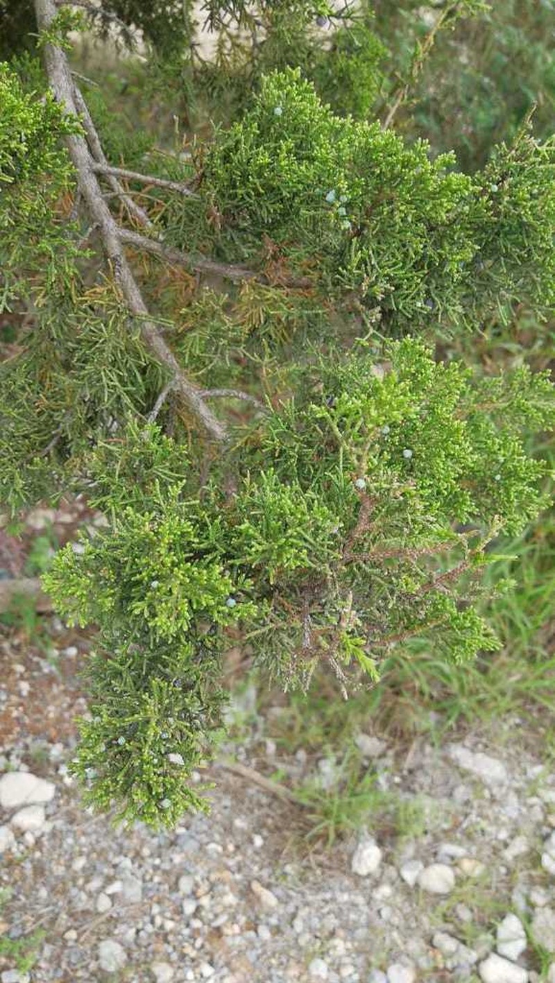 Juniperus saltillensis