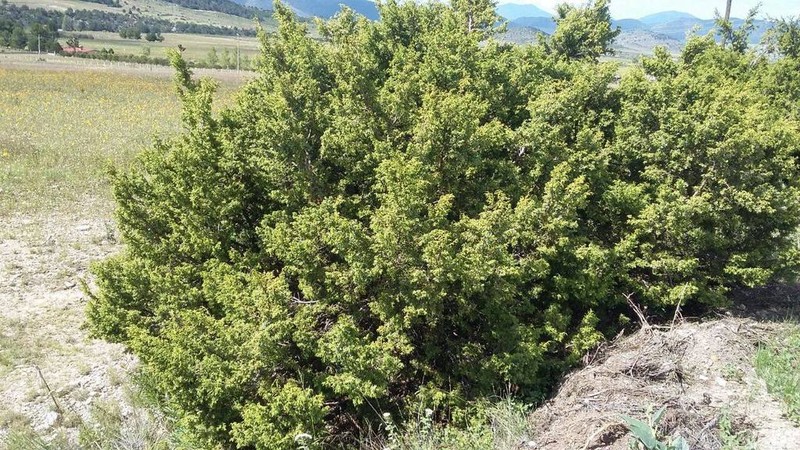 Juniperus saltillensis photo 2
