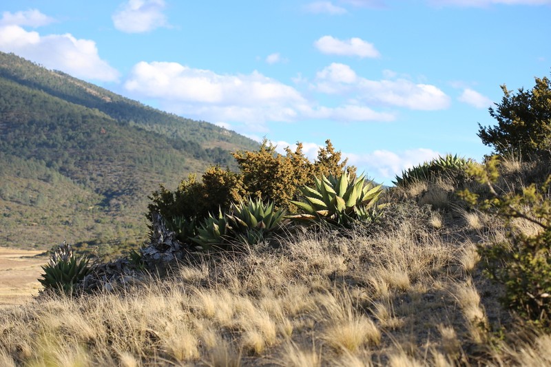 Juniperus saltillensis photo 3