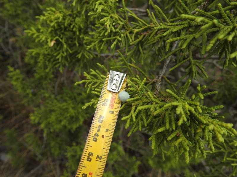 Juniperus saltillensis photo 4