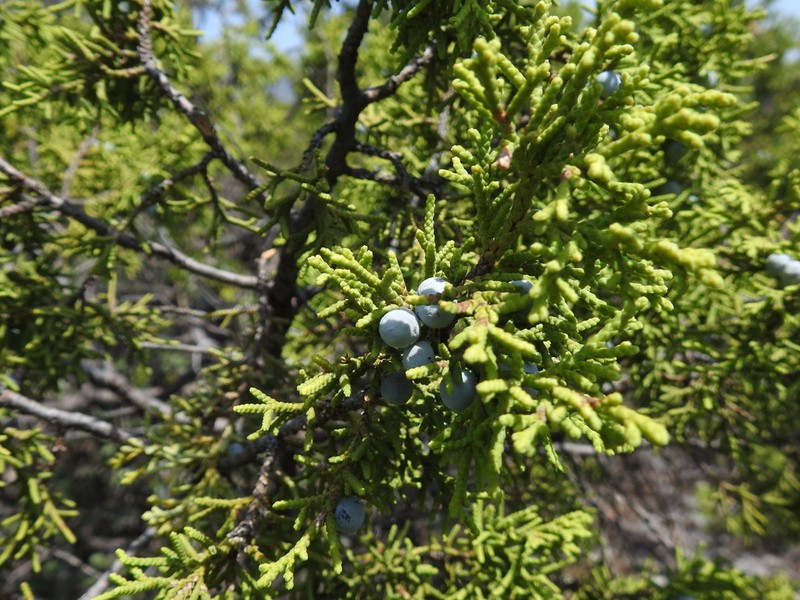 Juniperus saltillensis photo 5