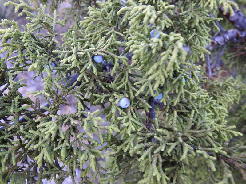 Juniperus saltillensis photo 6