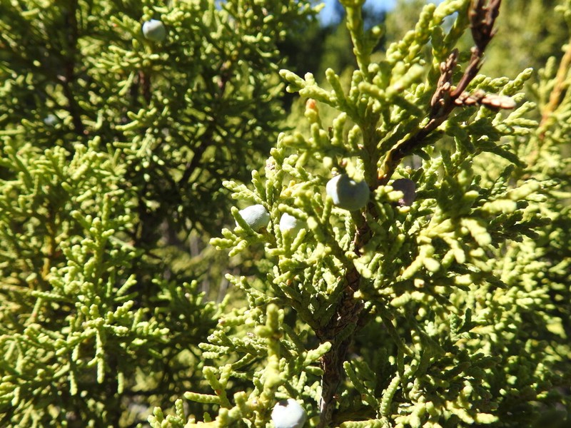 Juniperus saltillensis photo 7