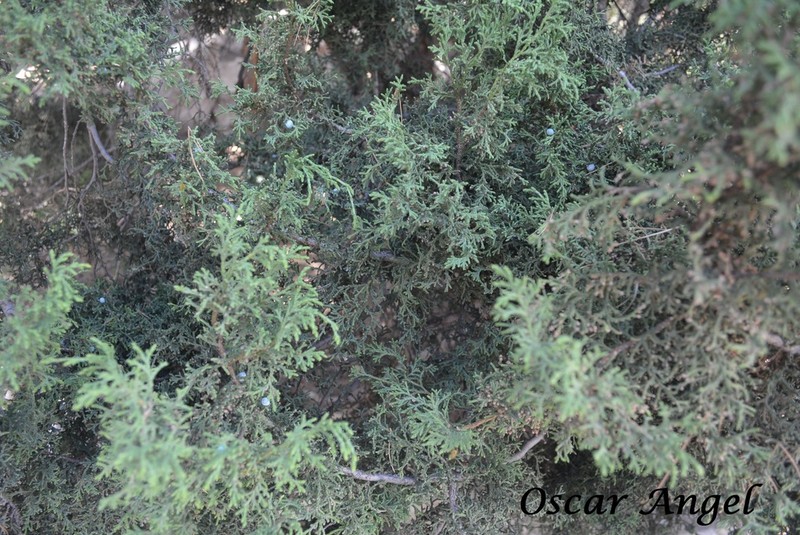 Juniperus saltillensis photo 8