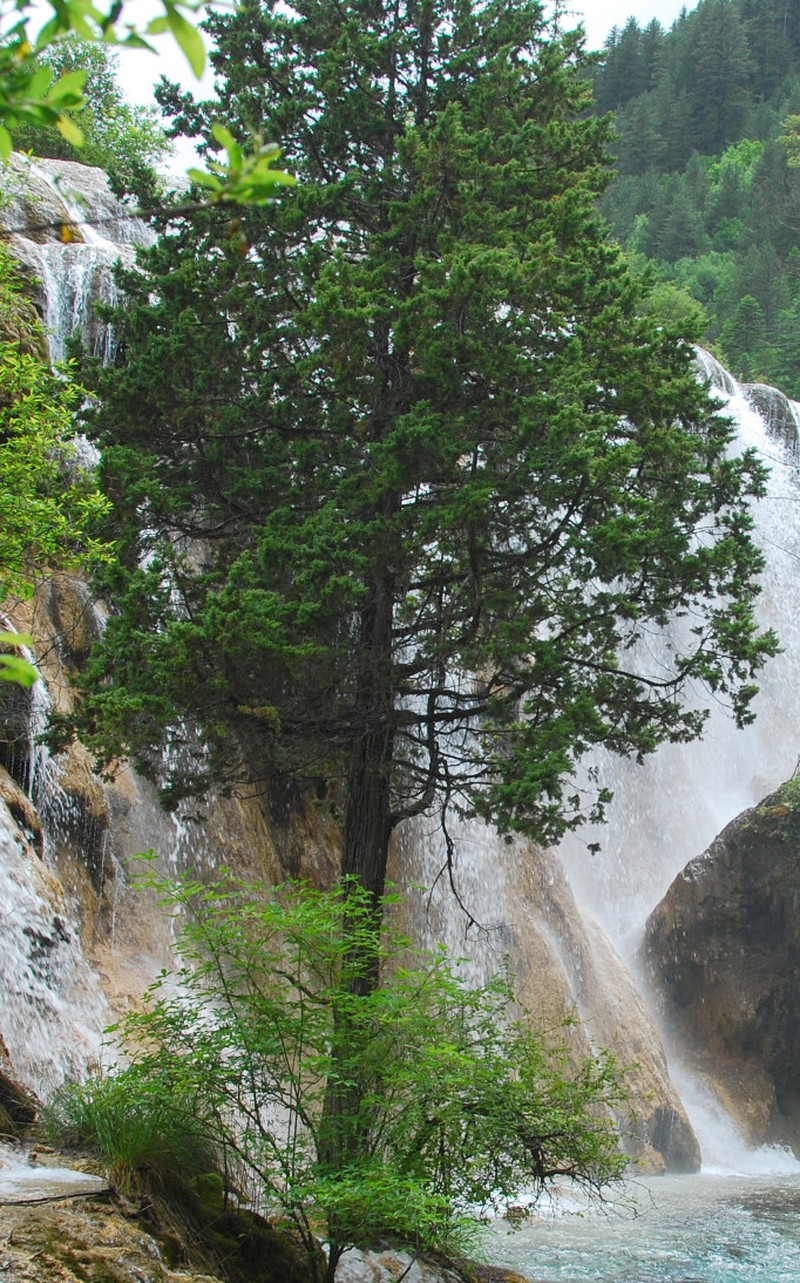 Juniperus saltuaria