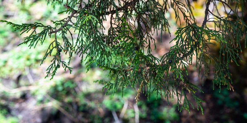 Juniperus saltuaria photo 2