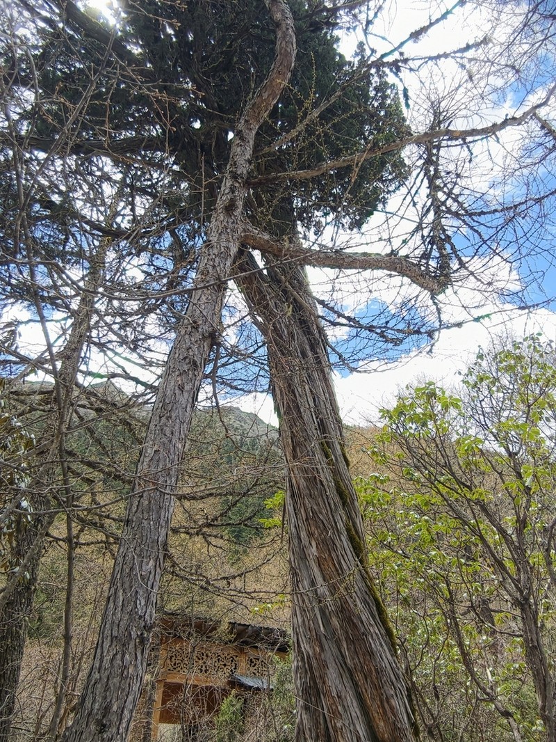 Juniperus saltuaria photo 3