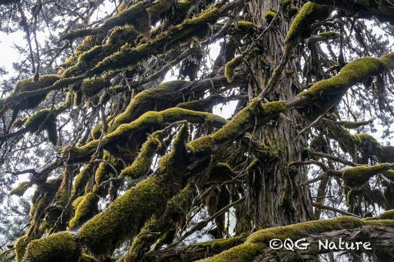 Juniperus saltuaria photo 4