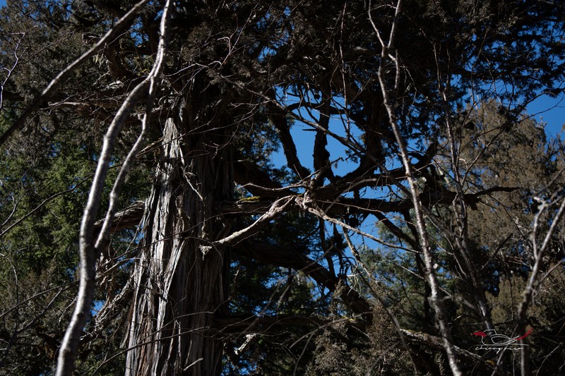 Juniperus saltuaria photo 5