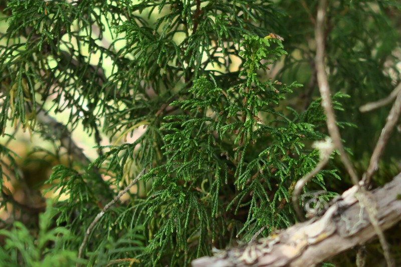 Juniperus saltuaria photo 6