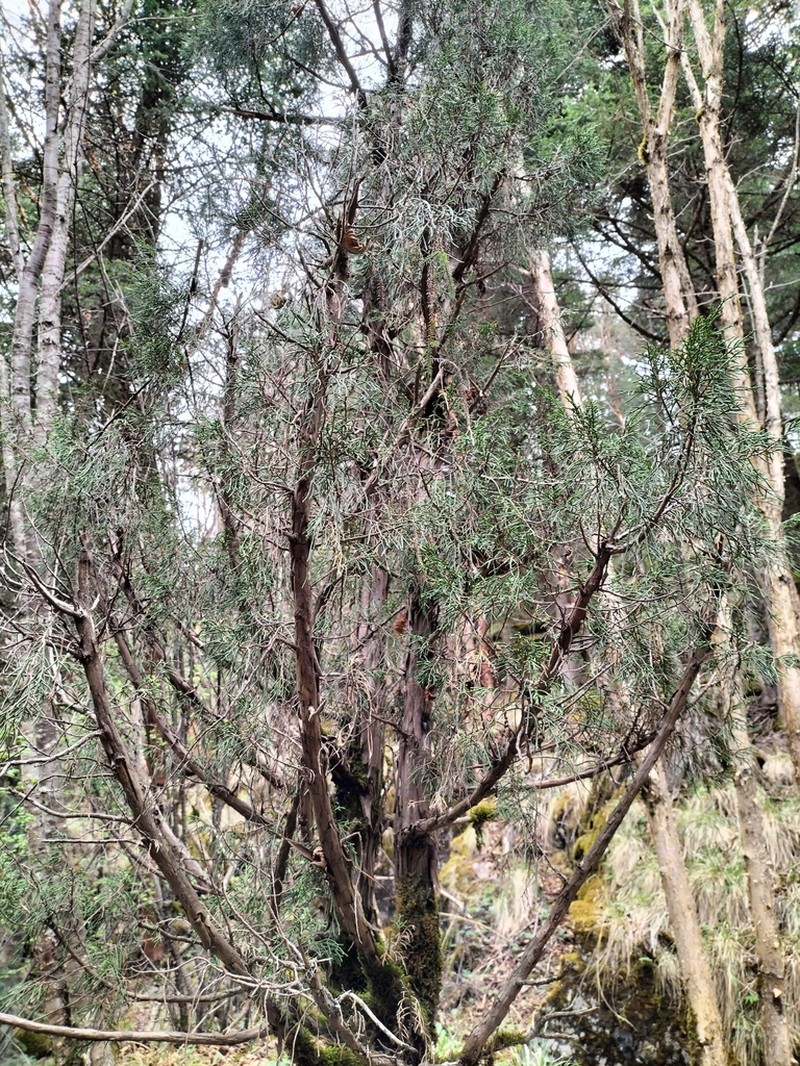 Juniperus saltuaria photo 7