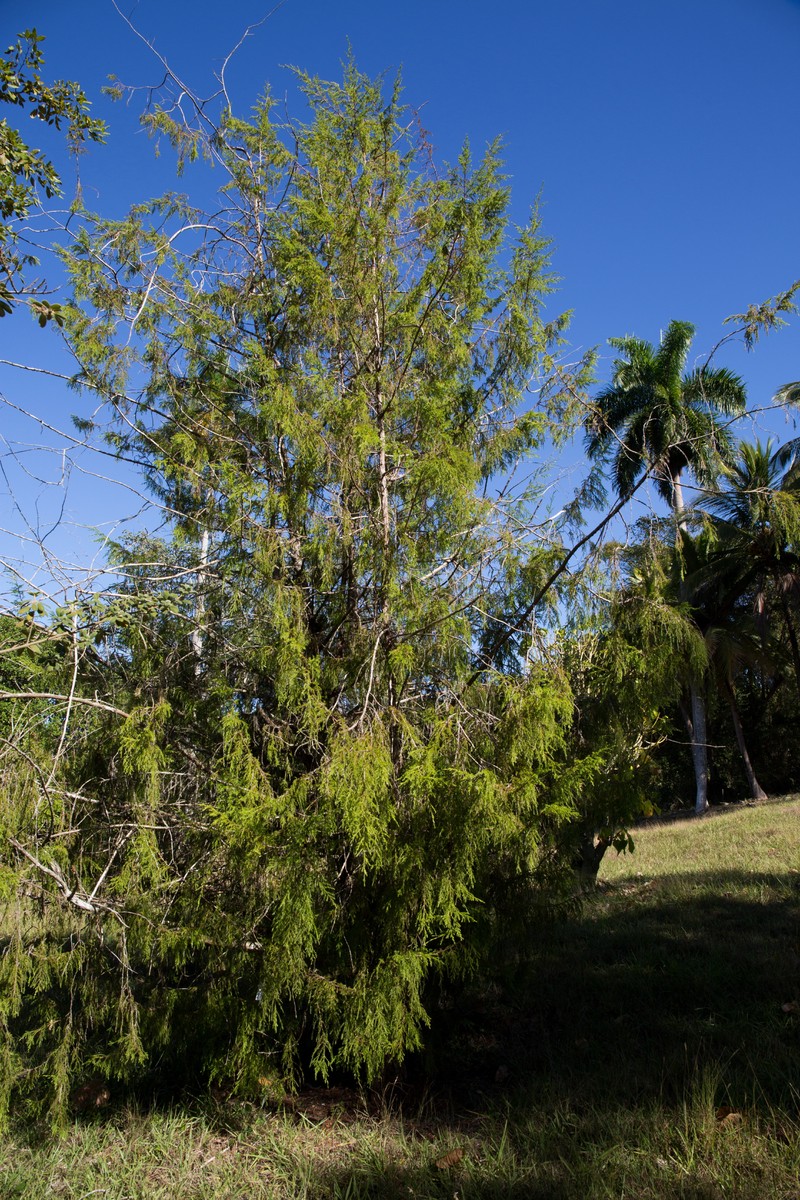 Juniperus saxicola