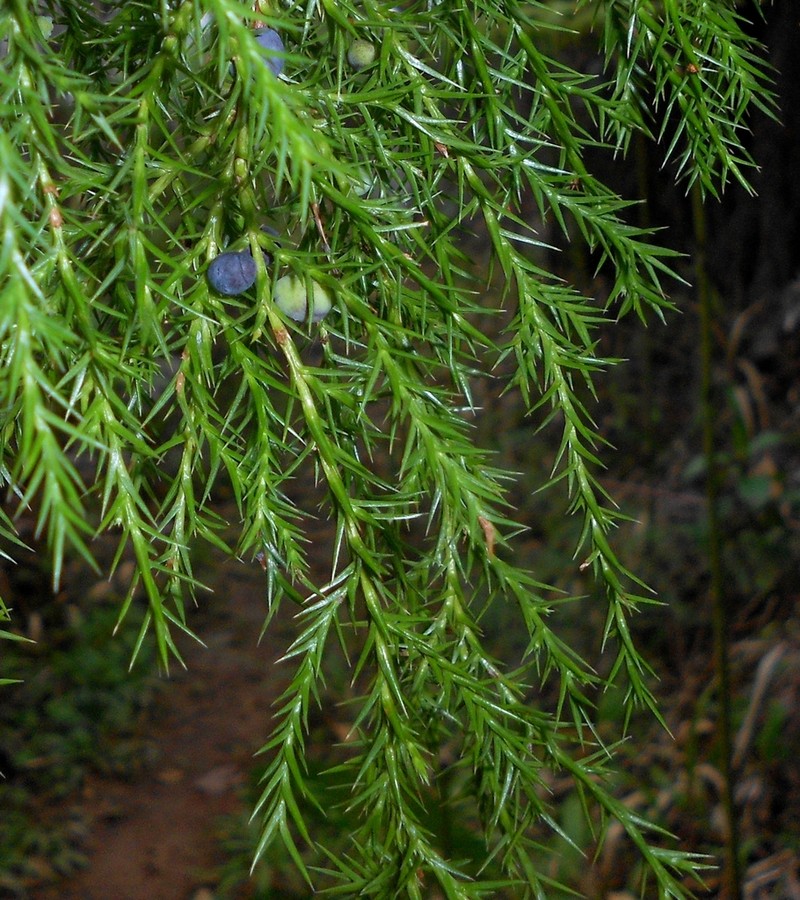 Juniperus saxicola photo 2