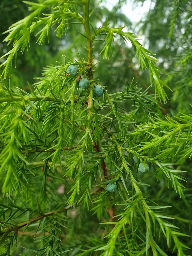 Juniperus saxicola photo 4