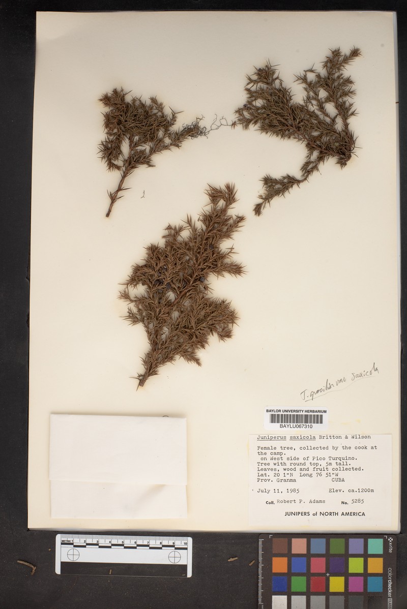 Juniperus saxicola photo 5