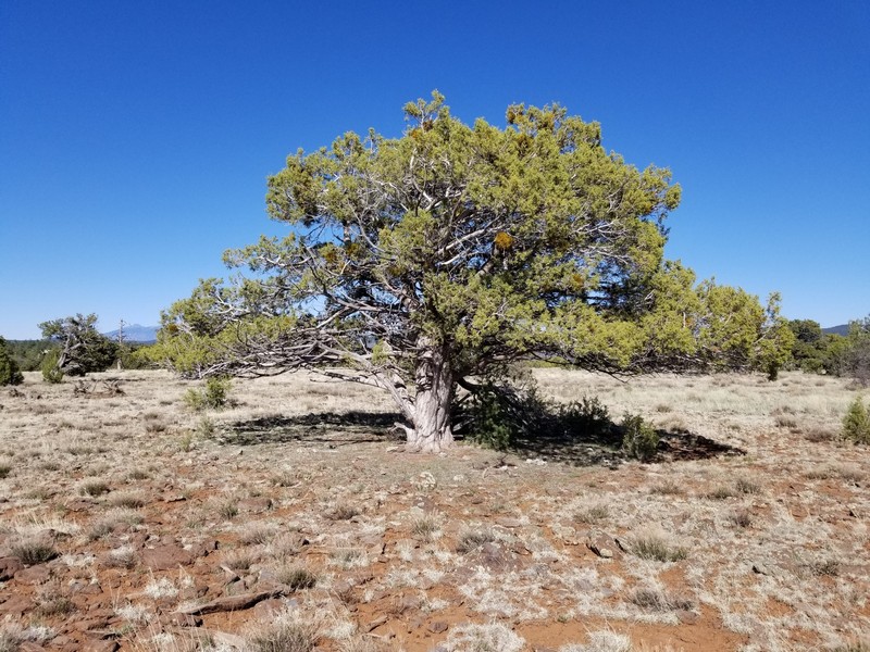 Rocky Mountain Juniper photo 2