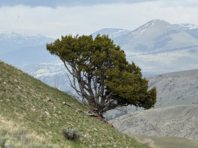 Rocky Mountain Juniper photo 3