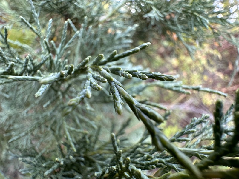 Rocky Mountain Juniper photo 4