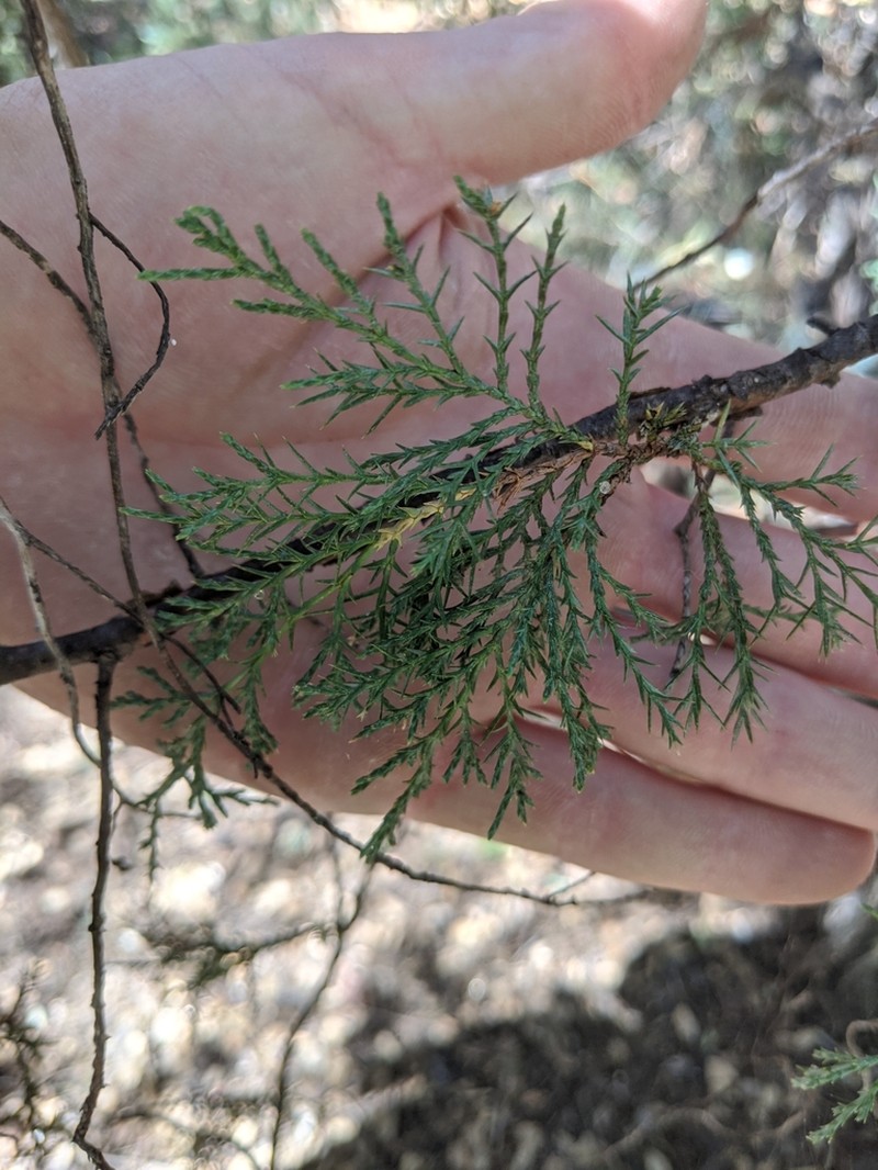 Seaside Juniper