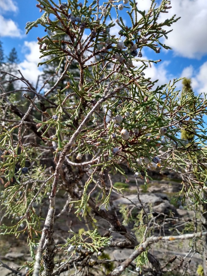 Seaside Juniper photo 2