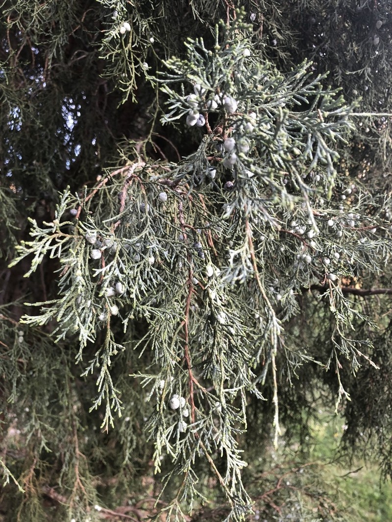 Seaside Juniper photo 4