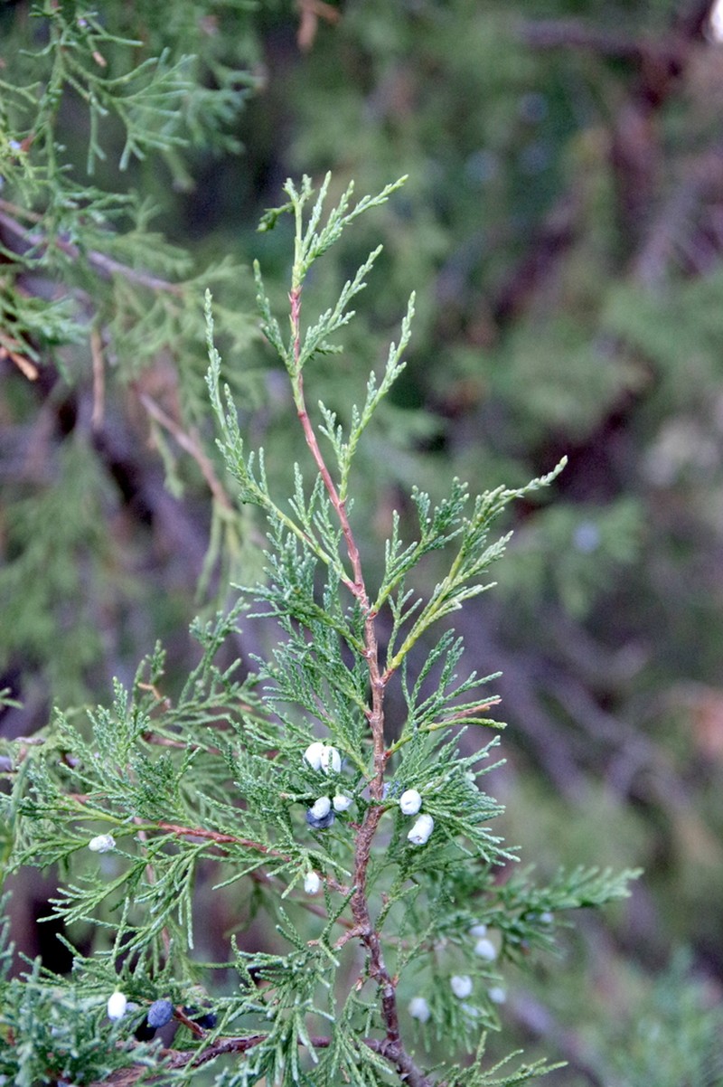 Seaside Juniper photo 6