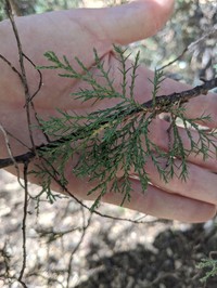 Rocky Mountain Juniper