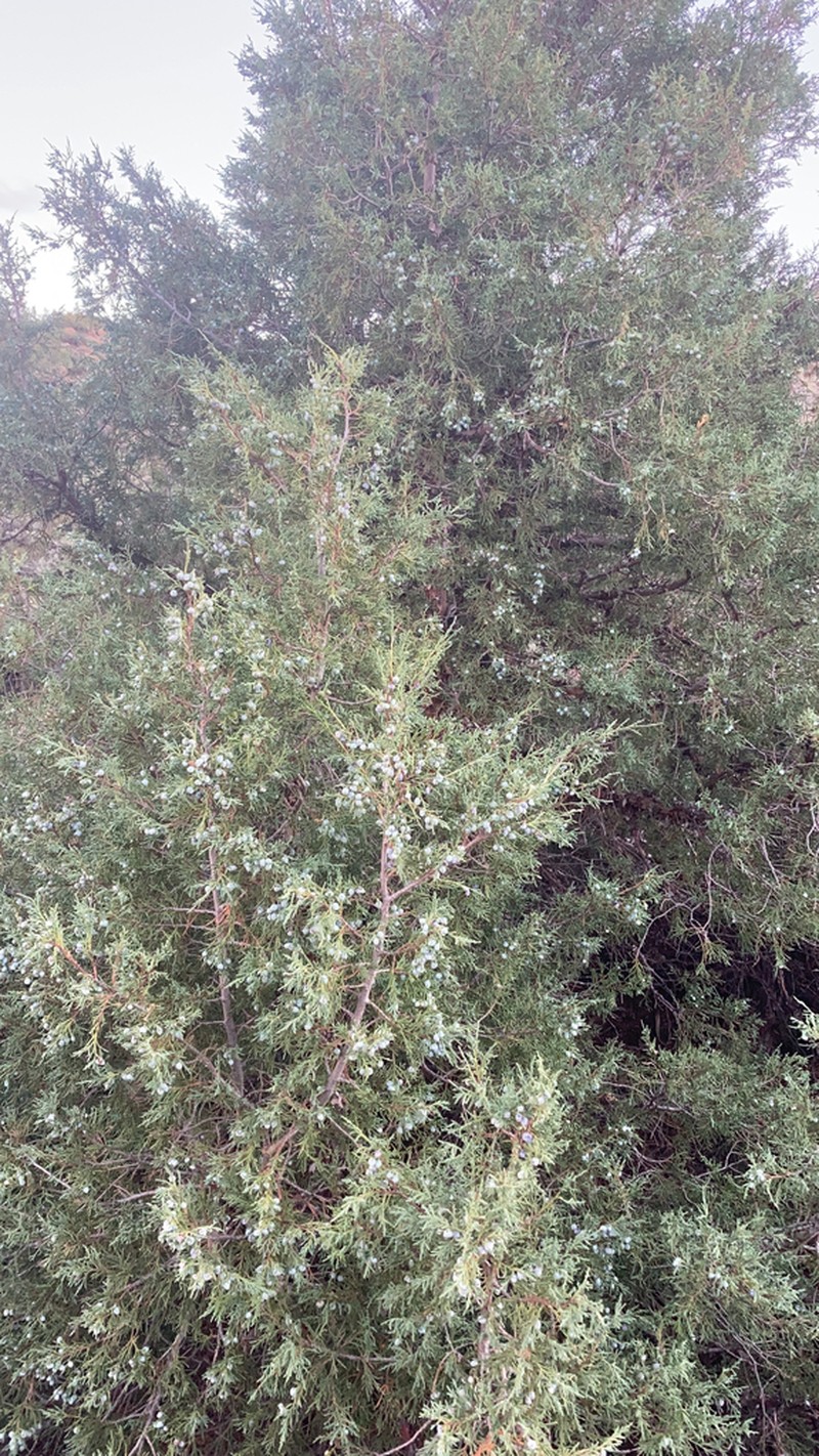 Rocky Mountain Juniper photo 3