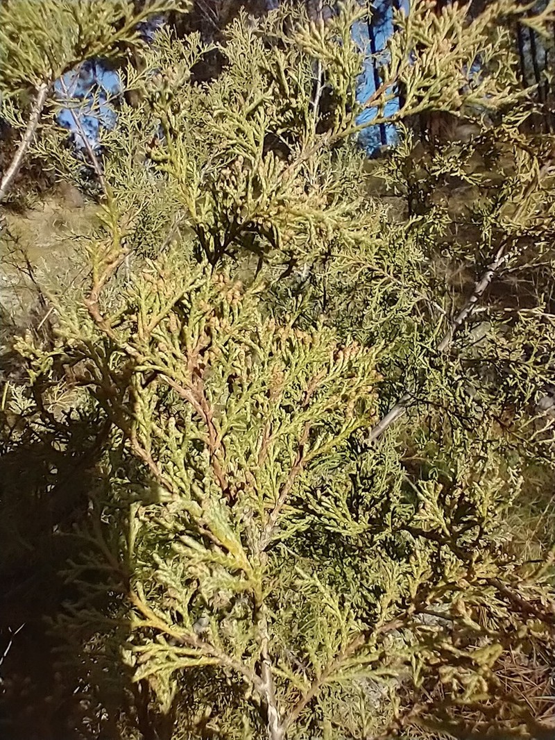Rocky Mountain Juniper photo 5