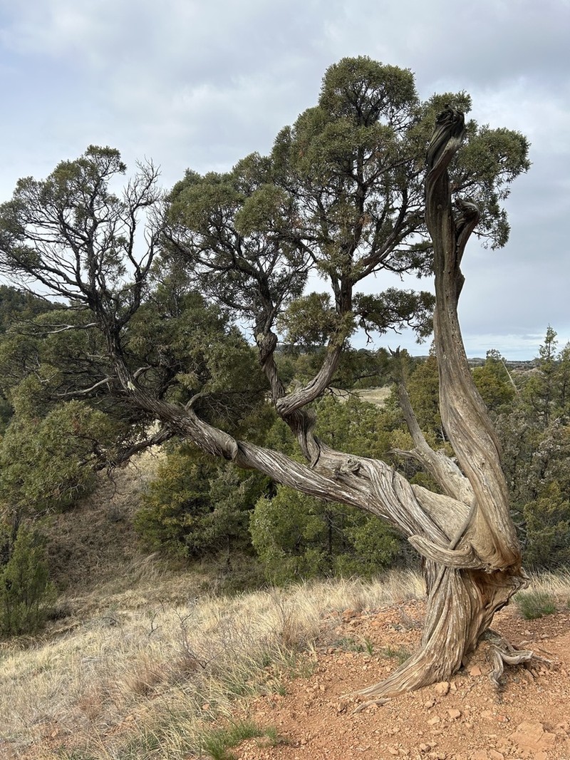 Rocky Mountain Juniper photo 7