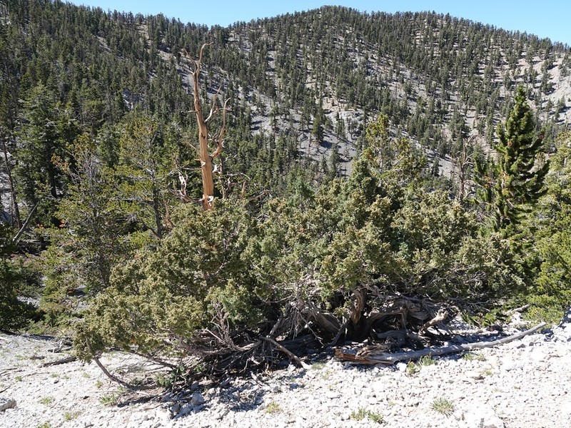 Rocky Mountain Juniper photo 8