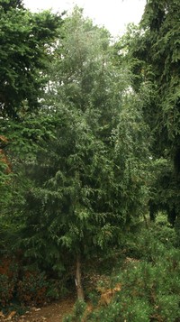 Juniperus semiglobosa