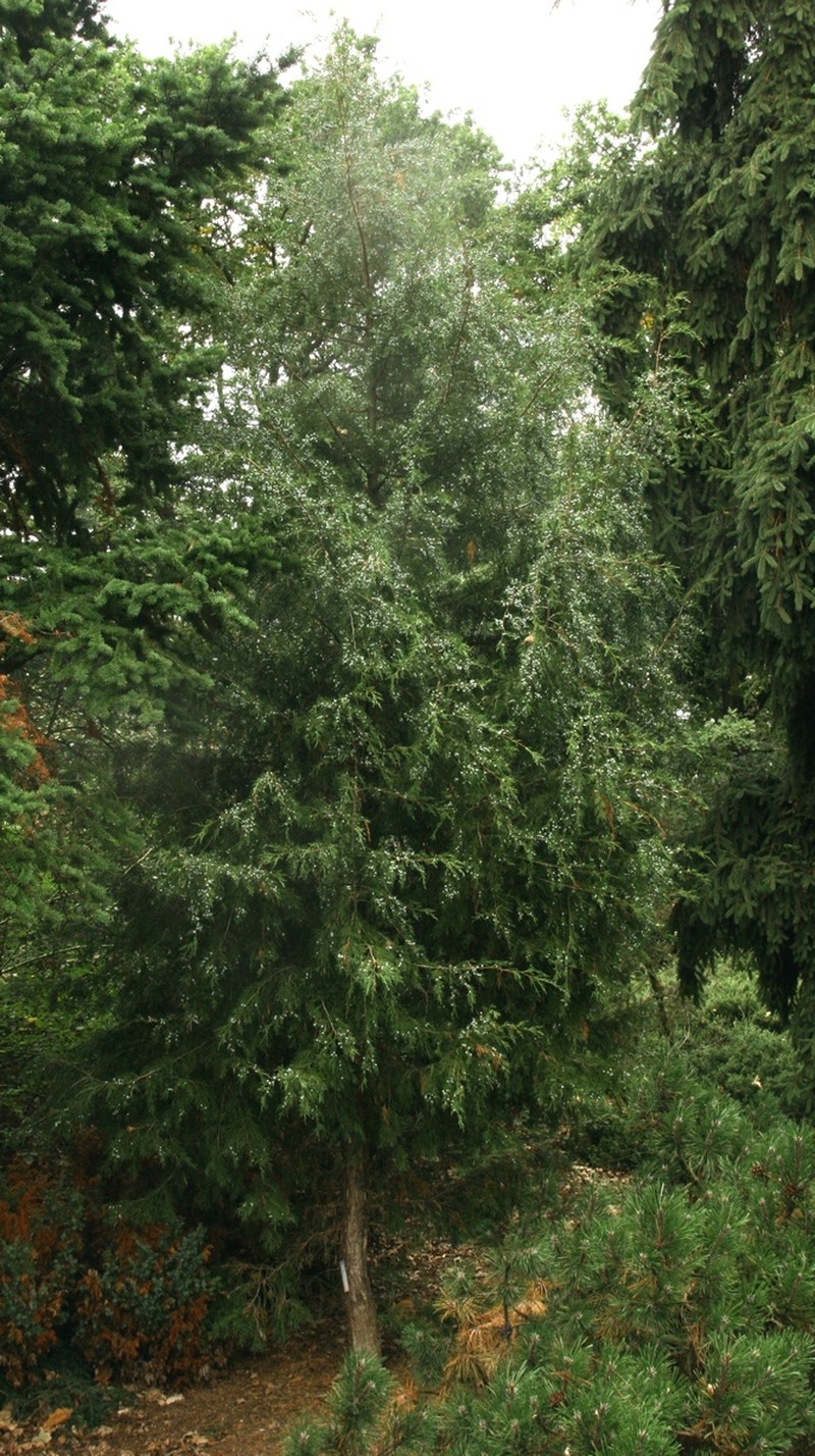 Juniperus semiglobosa