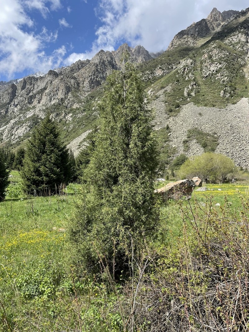 Juniperus semiglobosa photo 2