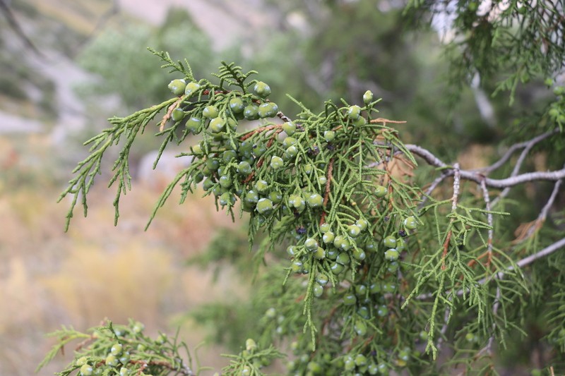 Juniperus semiglobosa photo 3