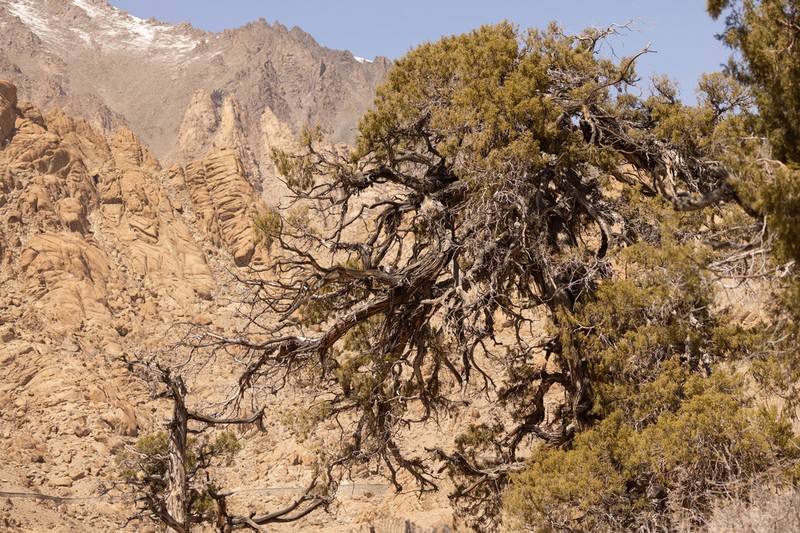 Juniperus semiglobosa photo 4