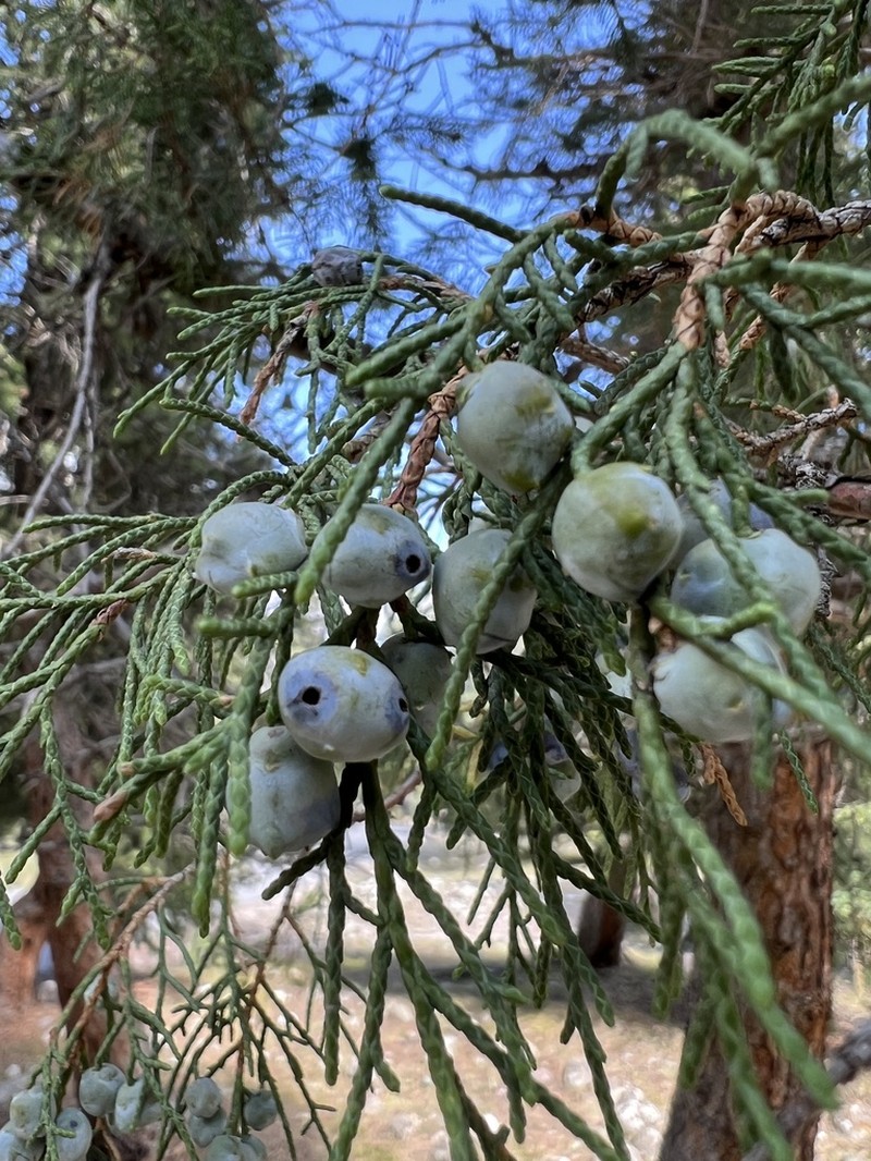 Juniperus semiglobosa photo 5