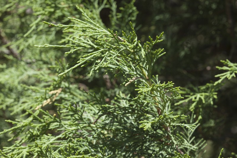 Juniperus semiglobosa photo 6