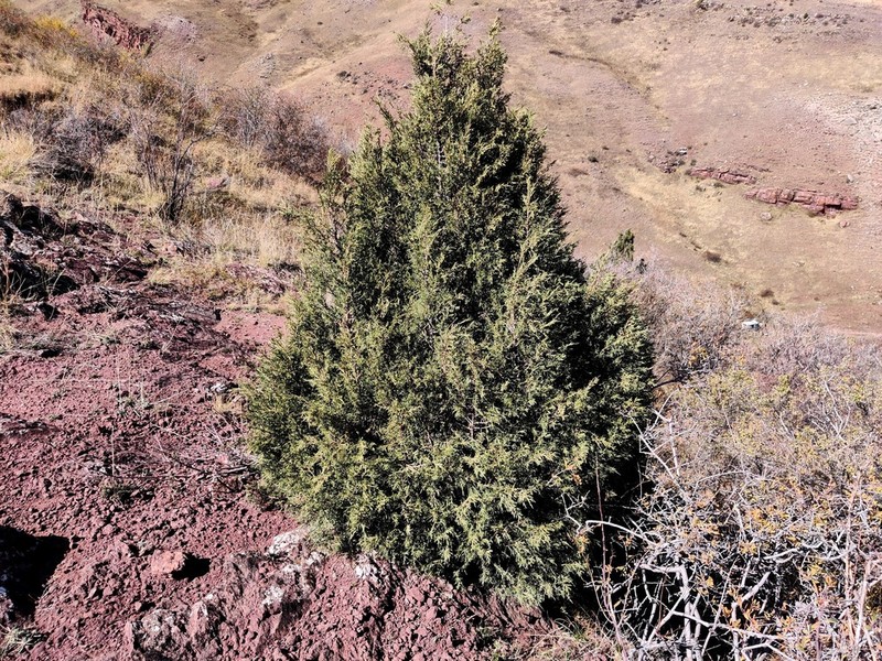 Juniperus semiglobosa photo 7