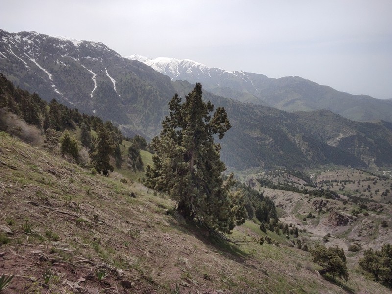 Juniperus seravschanica