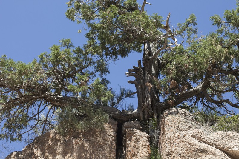 Juniperus seravschanica photo 2