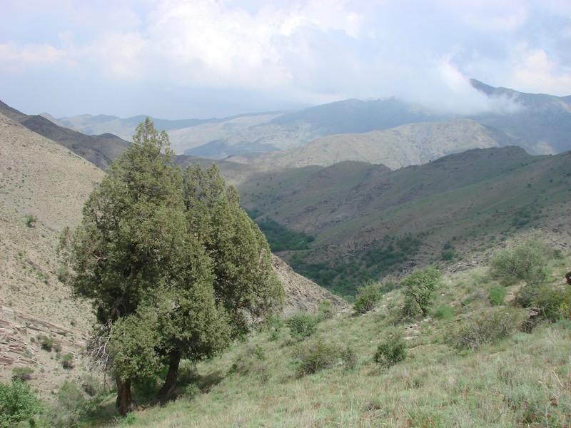 Juniperus seravschanica photo 3