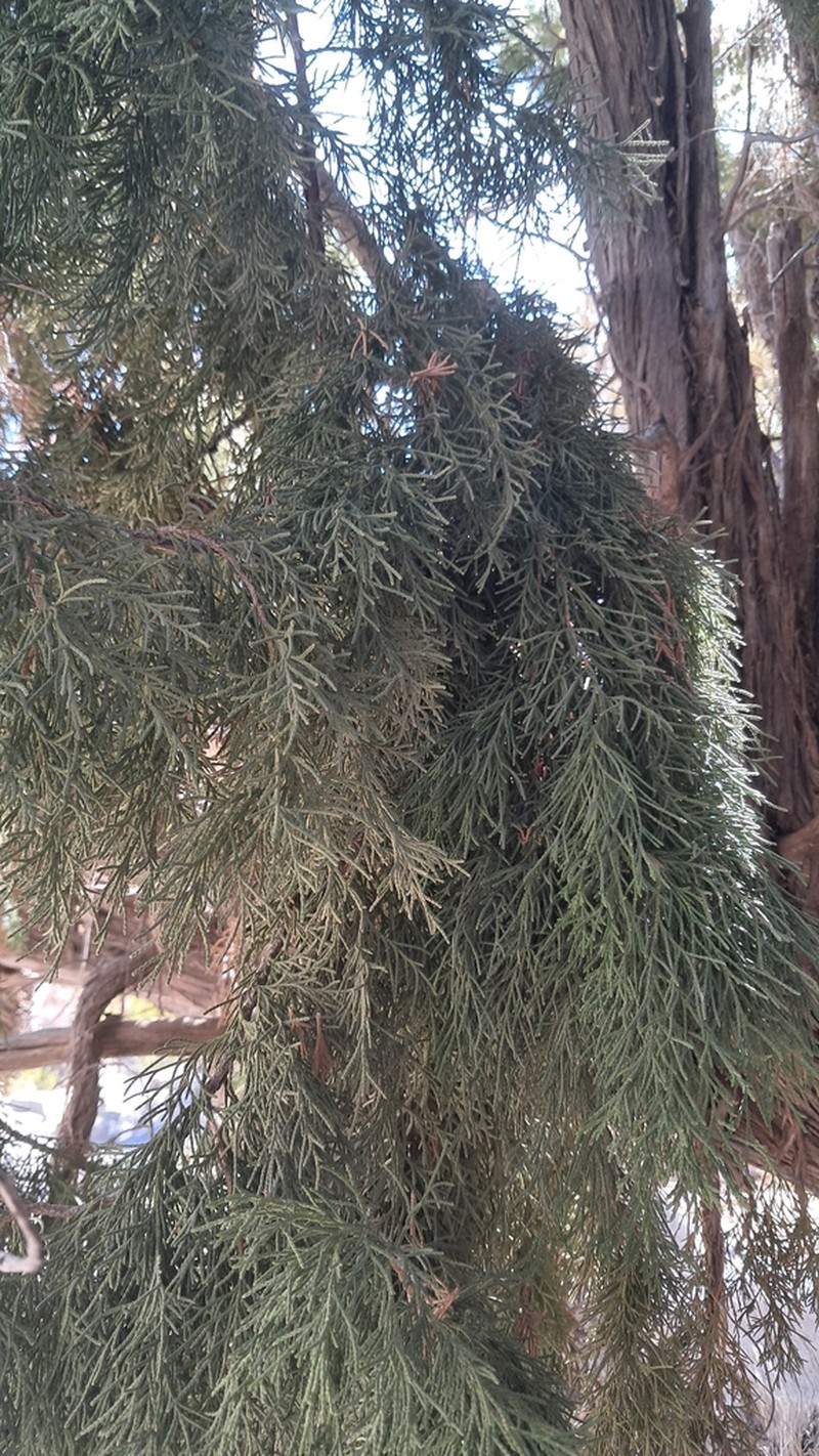 Juniperus seravschanica photo 4