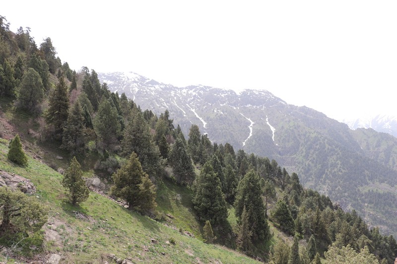 Juniperus seravschanica photo 5