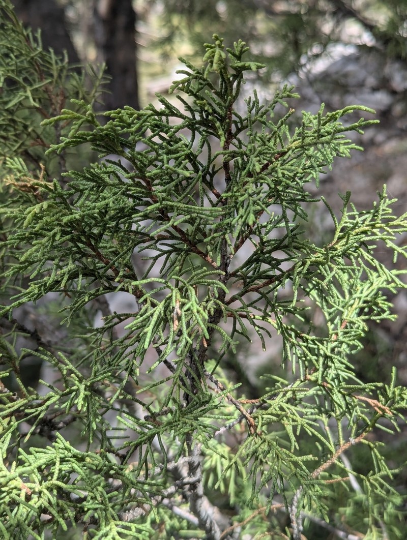 Juniperus seravschanica photo 6
